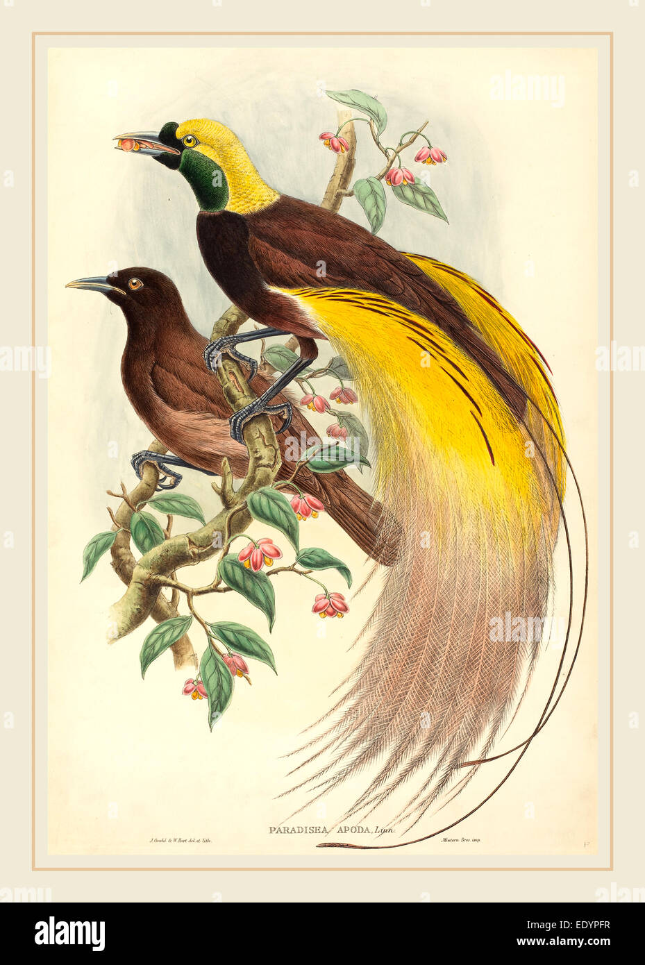 John Gould und W. Hart, britischer (1804-1881), Bird Of Paradise (Paradisea Apoda), veröffentlicht 1875-1888, handkolorierten Lithographie Stockfoto