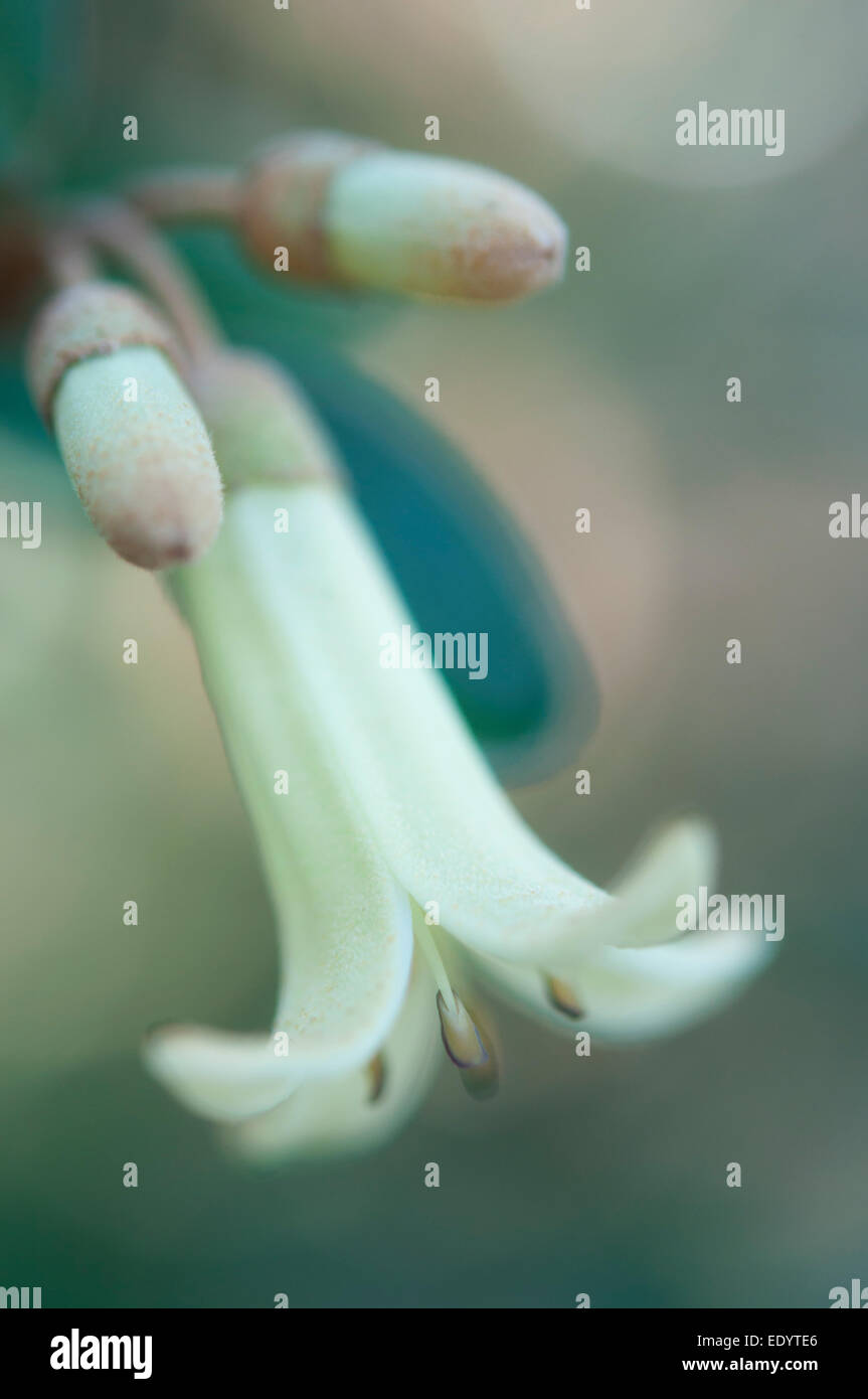 Correa 'Ivory Bells'. Ein ungewöhnlicher immergrüner Strauch mit blassen Glocke geformte Blüten. Stockfoto