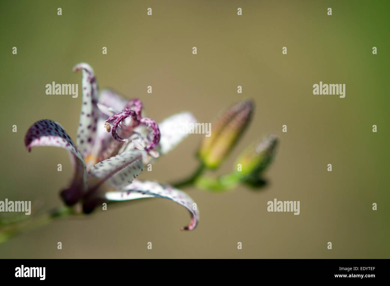 Japanische Kröte Lilie mit weißen Blüten in lila gesehen. Trycyrtis Hirta. Stockfoto