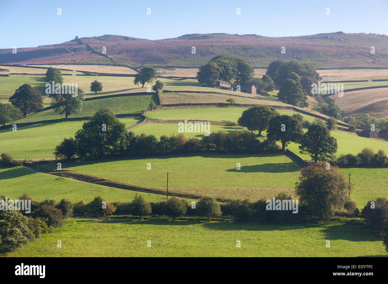 Felder, die im Vorfeld Derwent Kante im Peak District. Weiche Sommersonne. Stockfoto