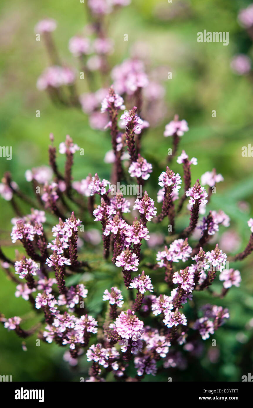 Eisenkraut Handsworthensis Rosea, eine hohe spät blühende Pflanze mit Köpfen der kleine rosa Blumen. Stockfoto