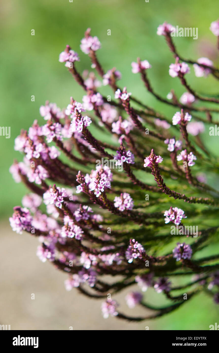 Eisenkraut Handsworthensis Rosea, eine hohe spät blühende Pflanze mit Köpfen der kleine rosa Blumen. Stockfoto