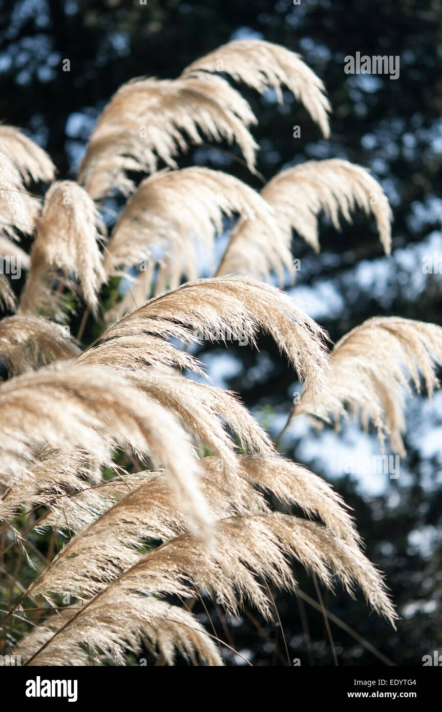 Pampasgras Blütenköpfchen graziös herabhängenden im Sonnenschein im Sommer. Stockfoto