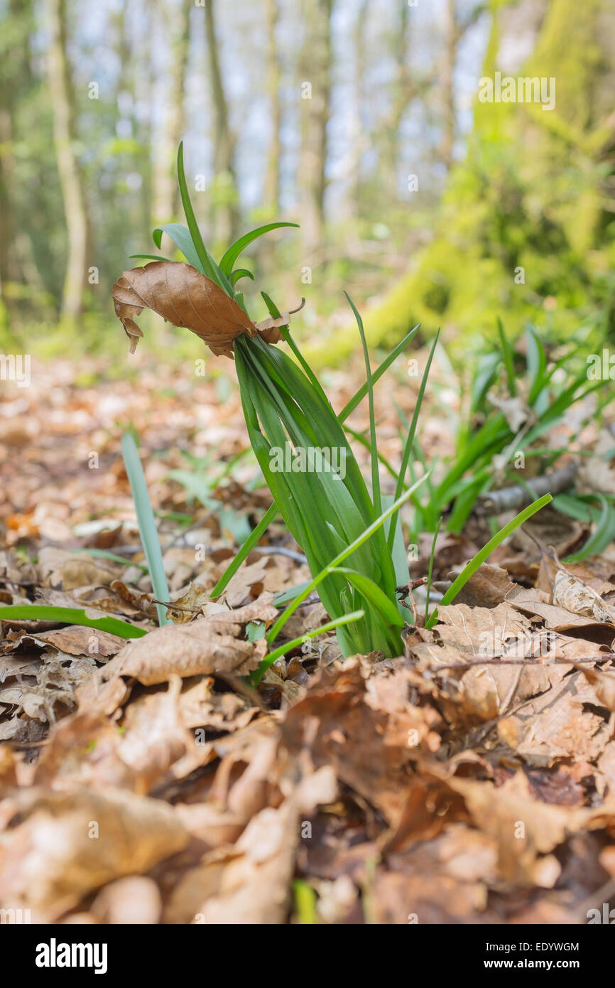 Bluebell schießt durch Blattsänfte wächst. Stockfoto