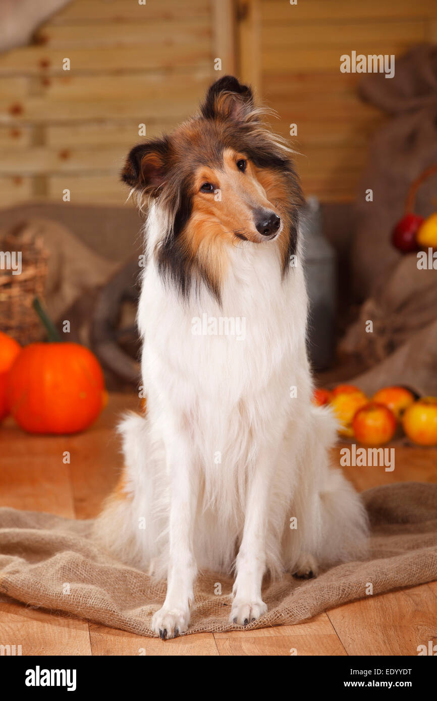 Amerikanische Collie, Hündin, Zobel-weiß | Amerikanischer Collie, Huendin, Zobel-weiß Stockfoto