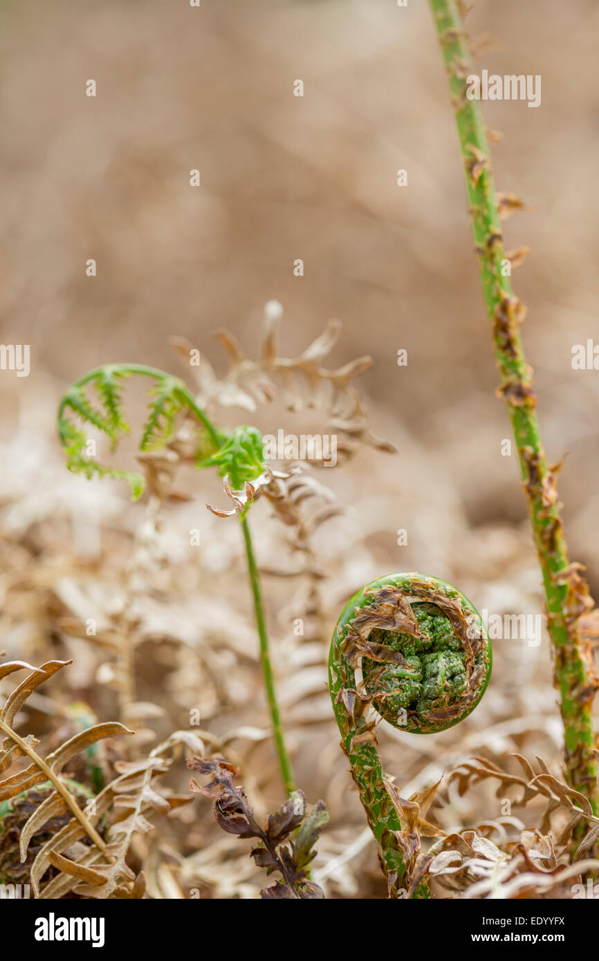 Bracken Jungpflanze zusammengerollt. Stockfoto