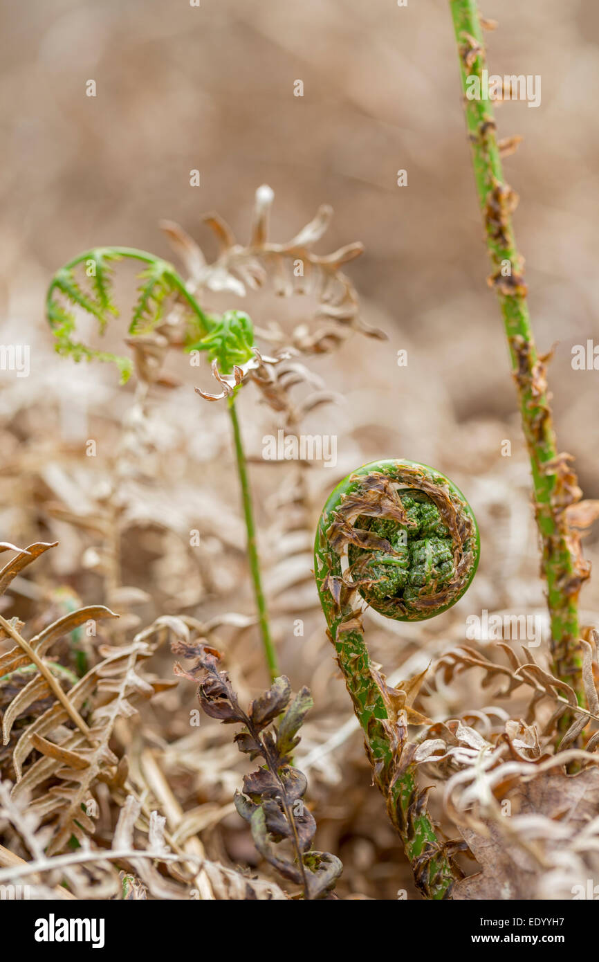 Bracken Jungpflanze zusammengerollt. Stockfoto