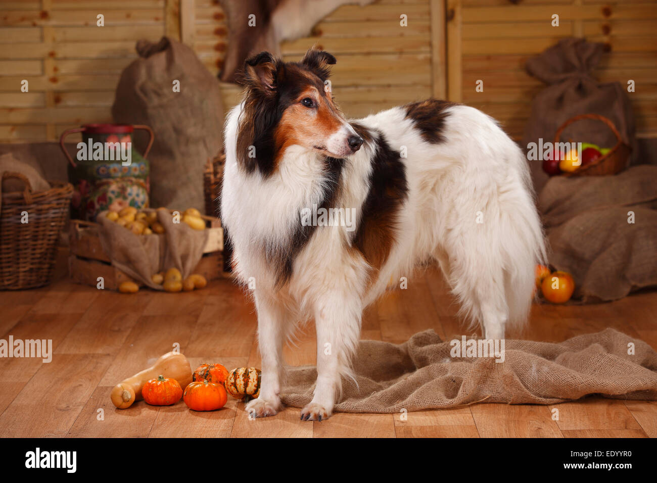 Amerikanische Collie, Männlich, 13 Jahre alt, Zobel-weiß | Amerikanischer Collie Ruede, 13 Jahre Alt, Zobel-weiß Stockfoto