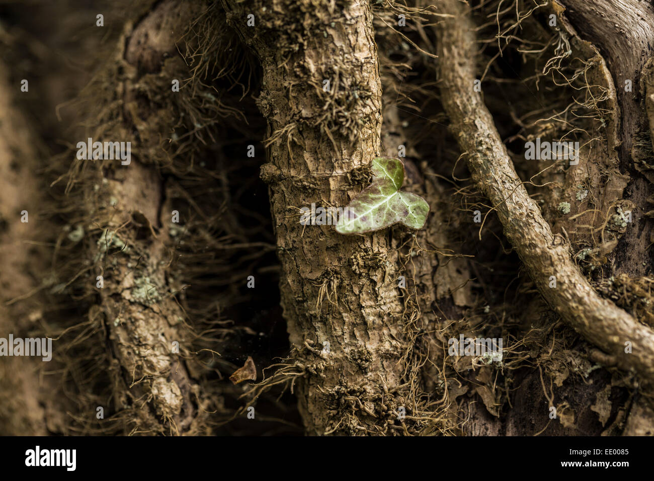 Efeu wächst auf einem Laubbaum. Stockfoto