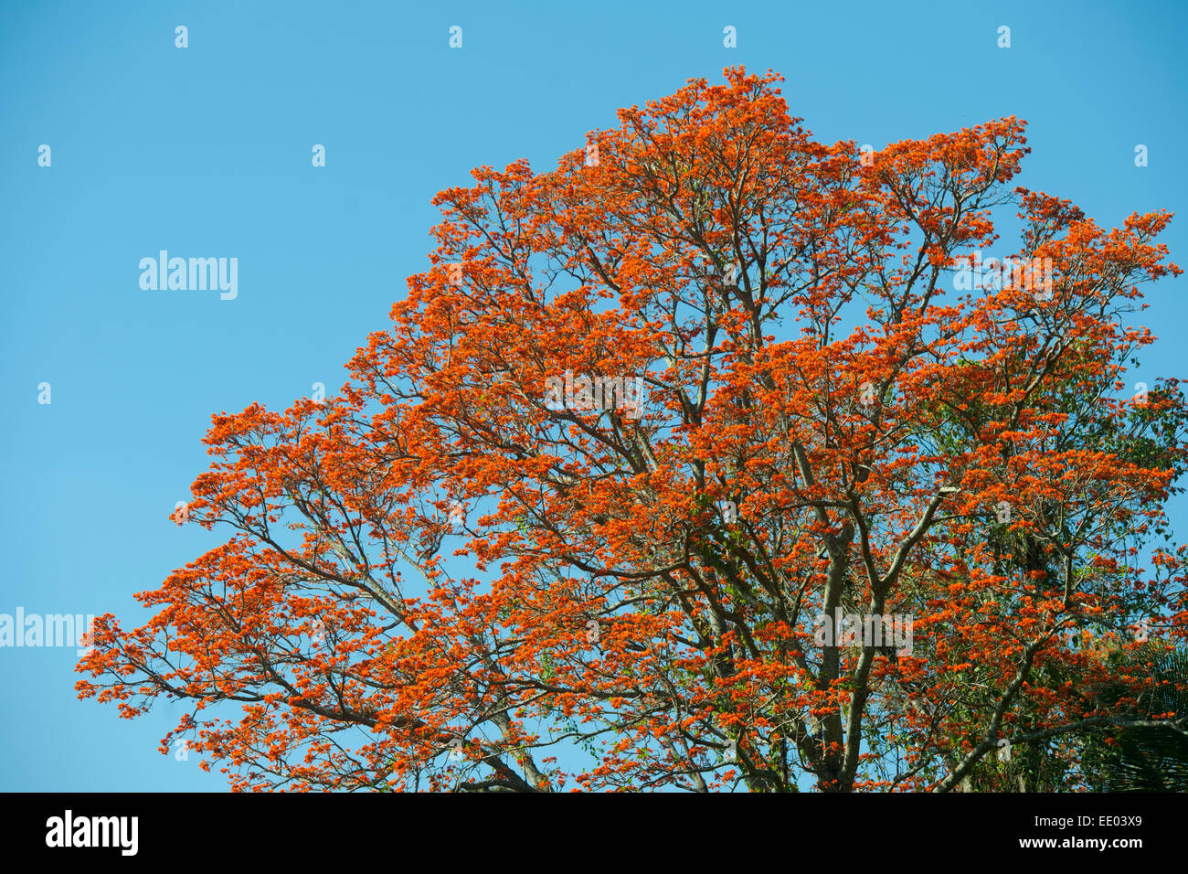 Dominikanische Republik, Nordküste, Sosua, Blühender Baum eine der Ruta Turistica (Auch Ruta Panormica) von der Nordküste Nach San Stockfoto