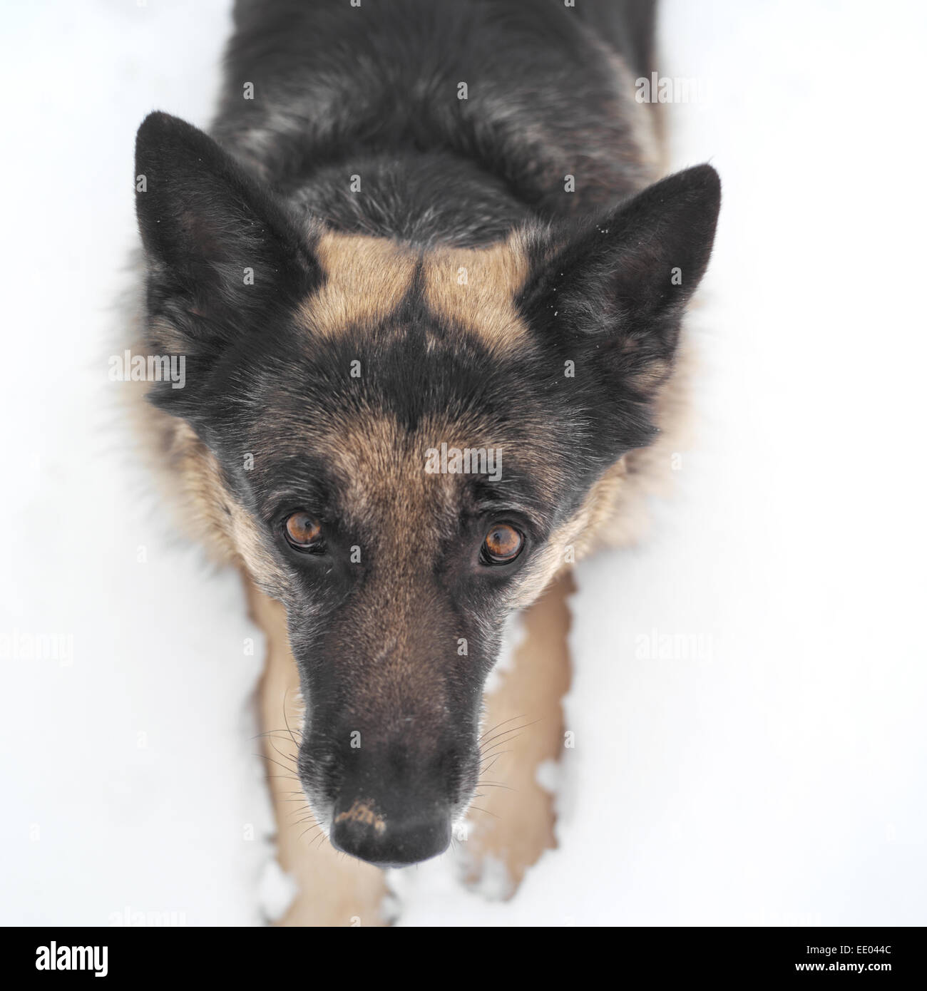 Hund im Schnee liegend Stockfoto