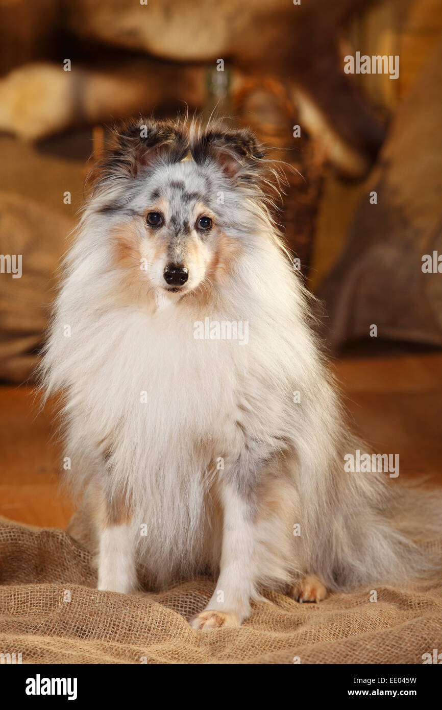 Sheltie, Männlich, Blue-Merle, 9 Jahre alt | Sheltie, Ruede, Blue-Merle, 9 Jahre alt Stockfoto