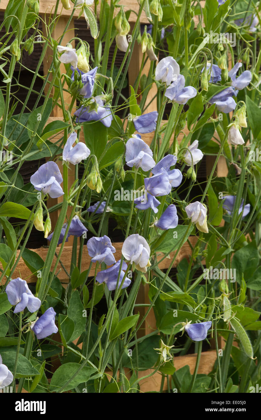 Erbe-Erbse 'Flora Norton' Blumen Stockfoto