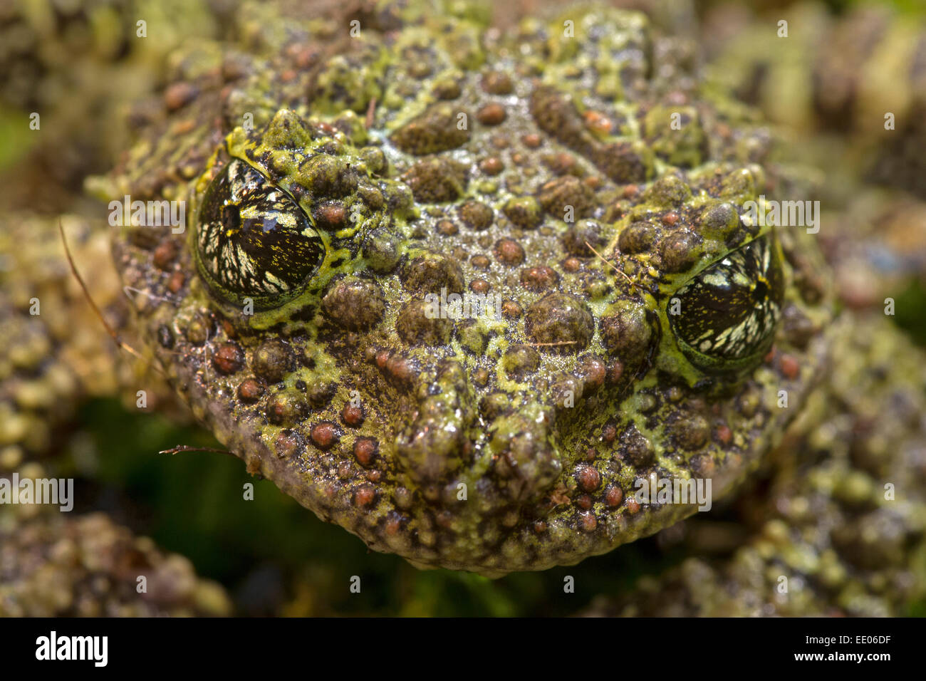 Moosigen Frosch, vietnamesische moosigen Frosch oder Tonkin Bug-eyed Frosch (Theloderma Corticale), in Gefangenschaft Stockfoto