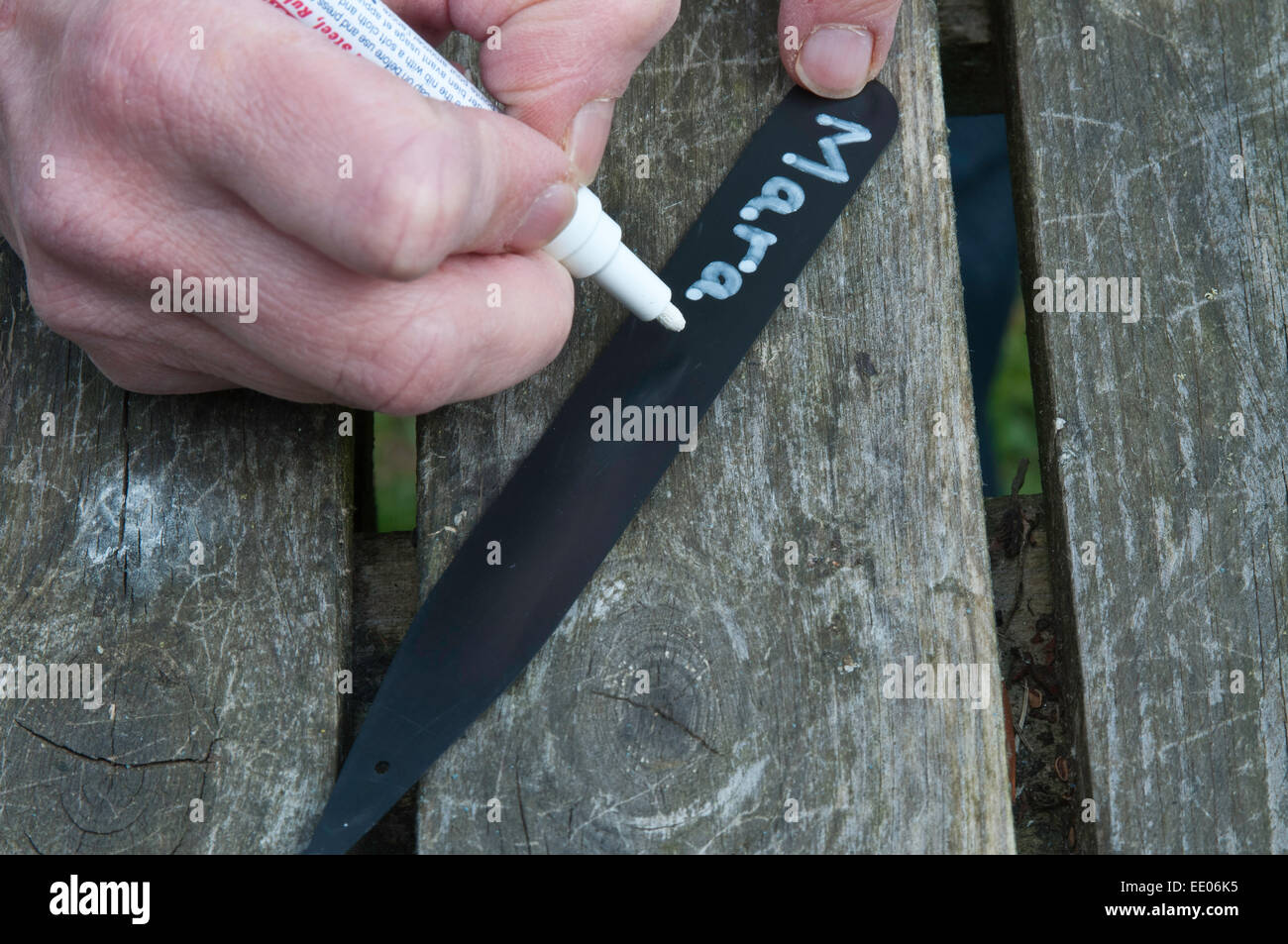 Schreiben einen schwarzen Pflanze-Label mit einem weißen Lackstift Stockfoto