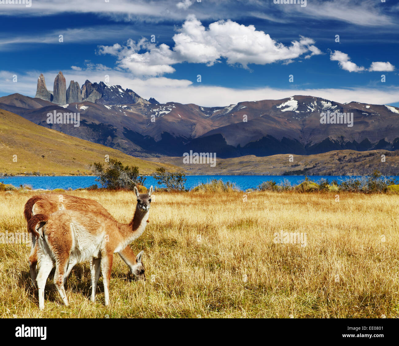 Guanako im Nationalpark Torres del Paine, Laguna Azul, Patagonien, Chile Stockfoto