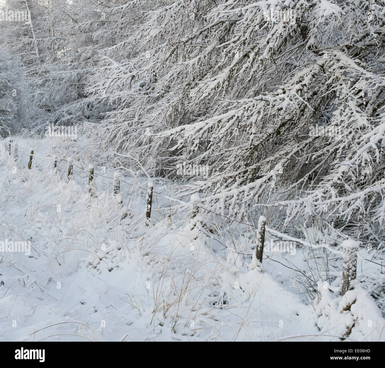 Schnee bedeckt, Zaun und Fichten in Schottland Stockfoto