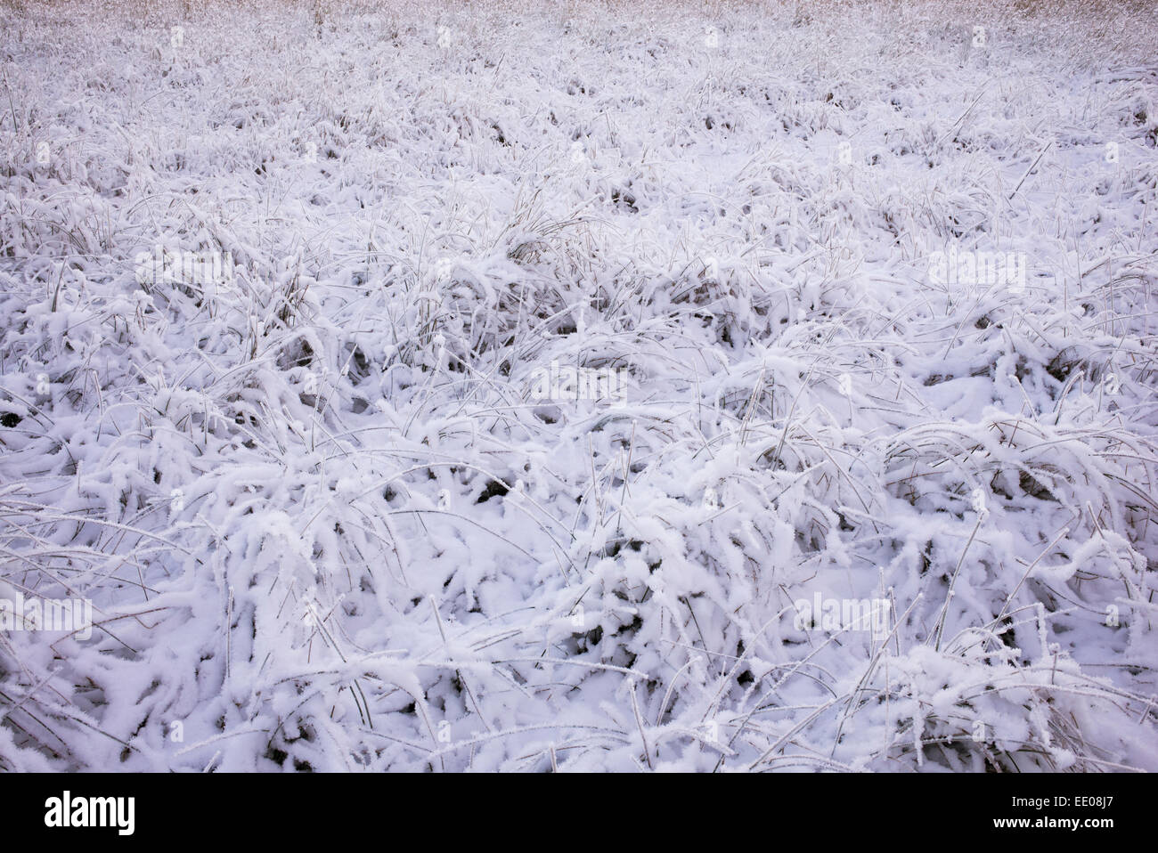 Schneebedeckte Moorland Rasen. Northumberland Nationalpark. Northumbria, England Stockfoto