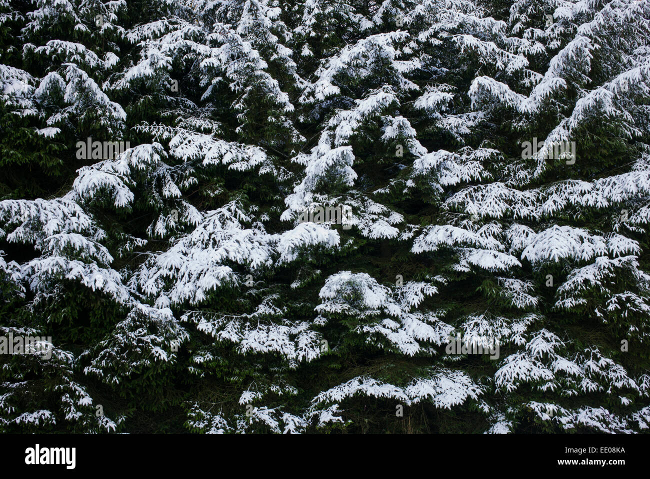 Schneebedeckte Pinien in Schottland Stockfoto