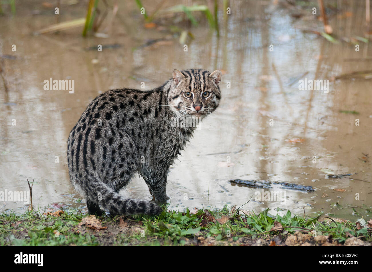 Fischen-Katze Stockfoto