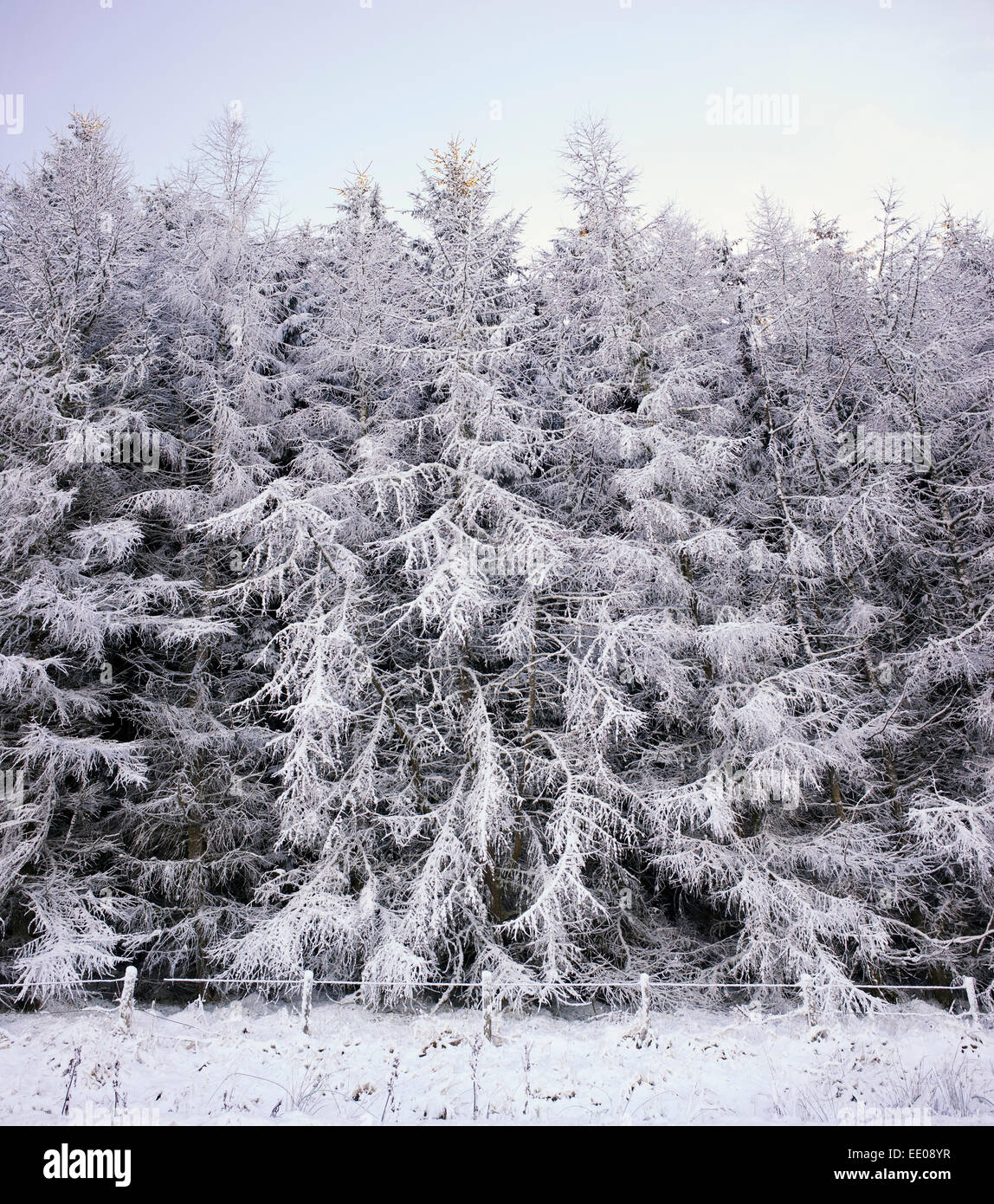 Schneebedeckten Fichten in Schottland Stockfoto