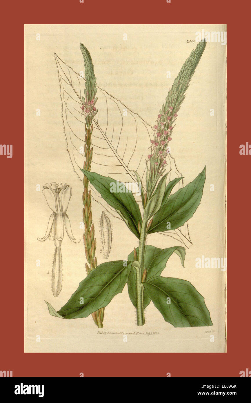 Botanische Print- oder englischen Naturgeschichte Illustration von Joseph Swan 1796-1872, britischer Kupferstecher Stockfoto