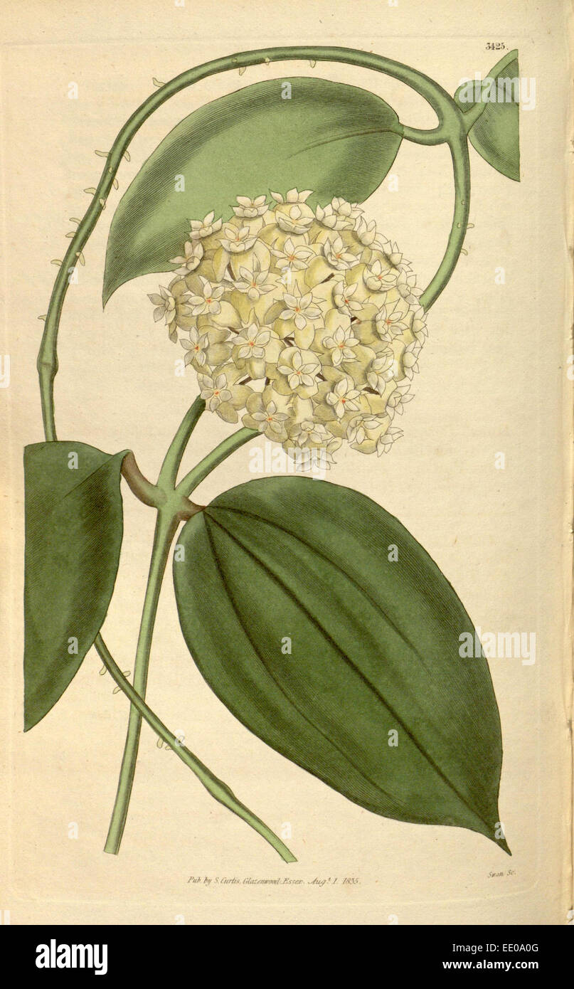 Botanische Print- oder englischen Naturgeschichte Illustration von Joseph Swan 1796-1872, britischer Kupferstecher Stockfoto