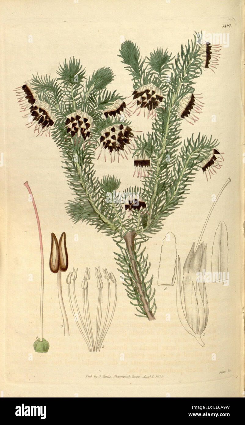 Botanische Print- oder englischen Naturgeschichte Illustration von Joseph Swan 1796-1872, britischer Kupferstecher Stockfoto