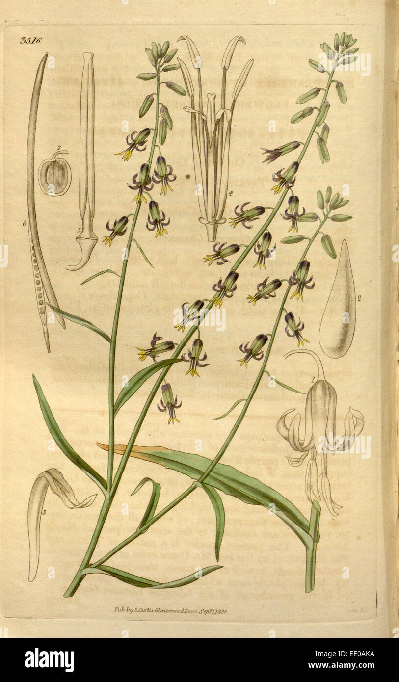 Botanische Print- oder englischen Naturgeschichte Illustration von Joseph Swan 1796-1872, britischer Kupferstecher Stockfoto