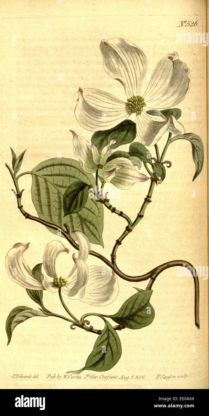 Botanischen Drucken von Sydenham Teast Edwards 1768 – 1819, Sydenham Edwards war eine Naturgeschichte Illustrator, England, UK Stockfoto