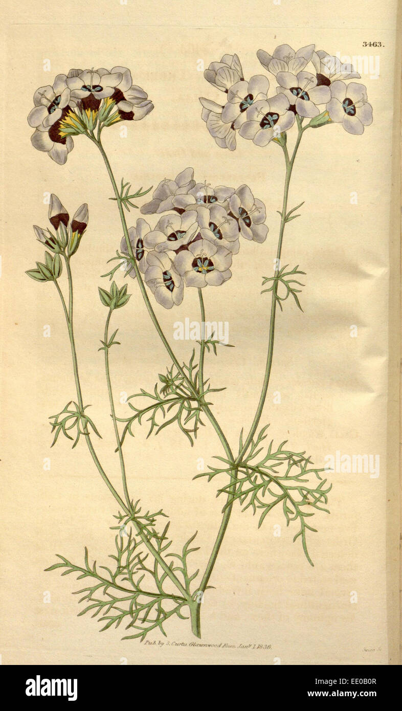 Botanische Print- oder englischen Naturgeschichte Illustration von Joseph Swan 1796-1872, britischer Kupferstecher Stockfoto