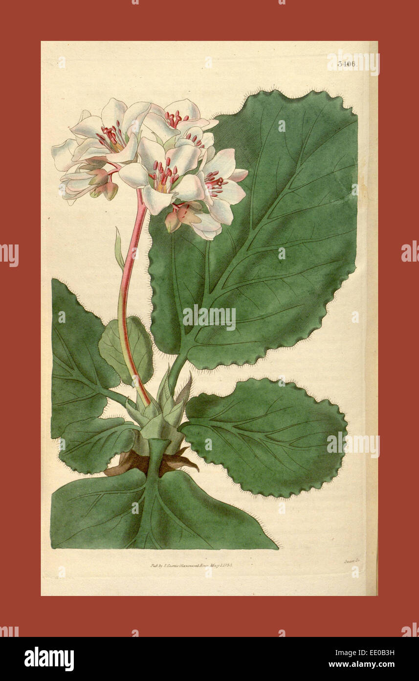 Botanische Print- oder englischen Naturgeschichte Illustration von Joseph Swan 1796-1872, britischer Kupferstecher Stockfoto