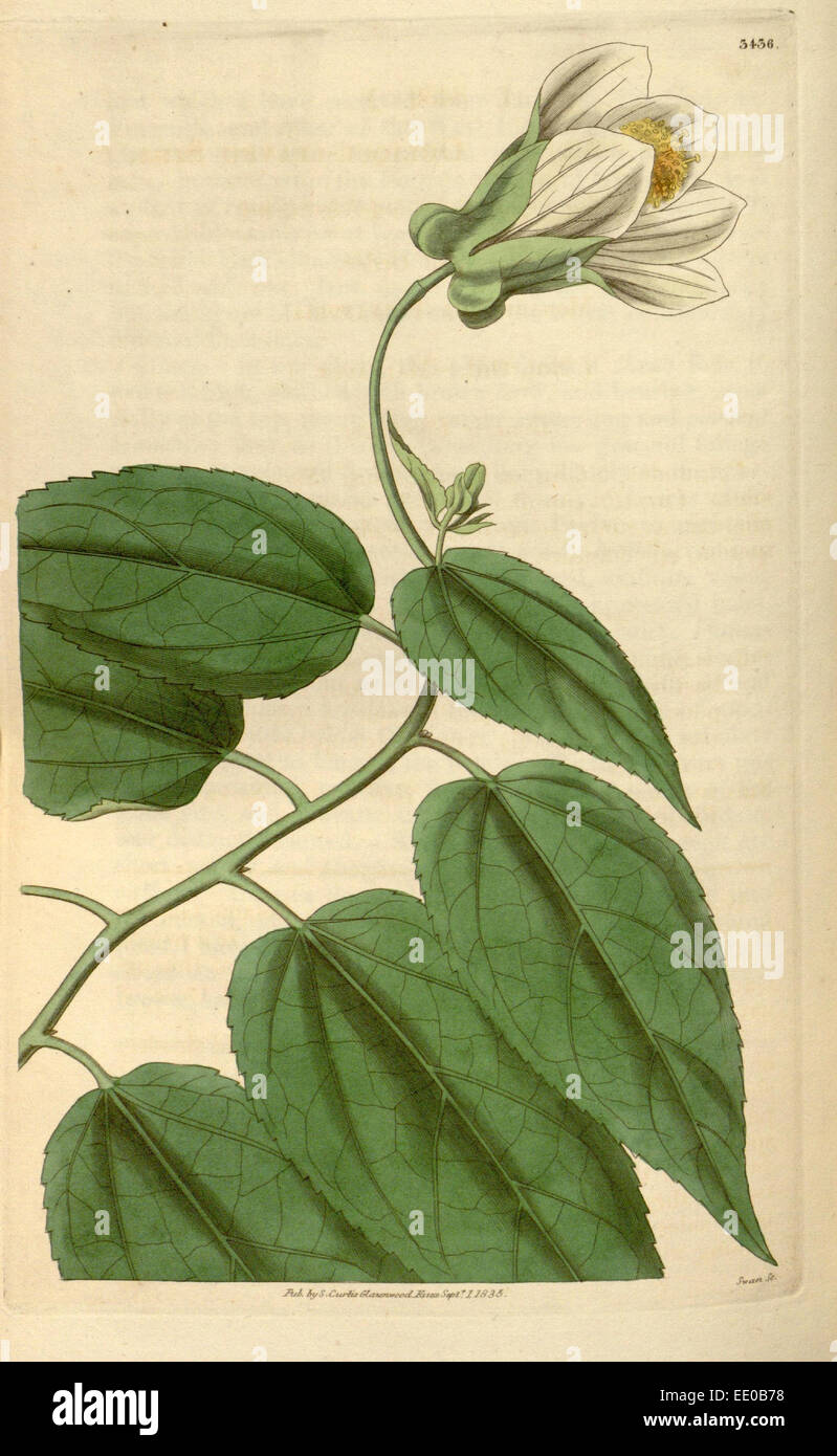 Botanische Print- oder englischen Naturgeschichte Illustration von Joseph Swan 1796-1872, britischer Kupferstecher Stockfoto