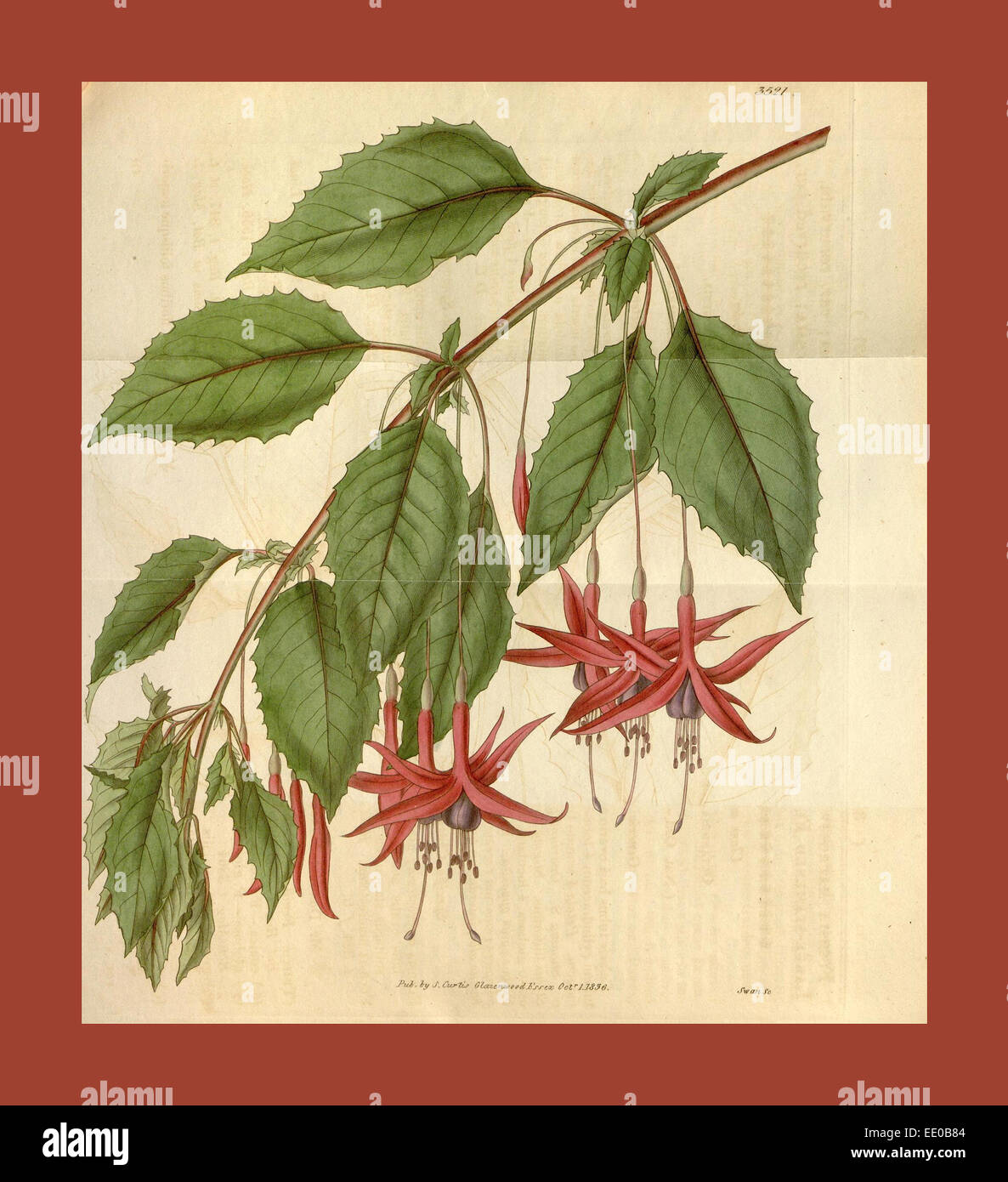 Botanische Print- oder englischen Naturgeschichte Illustration von Joseph Swan 1796-1872, britischer Kupferstecher Stockfoto