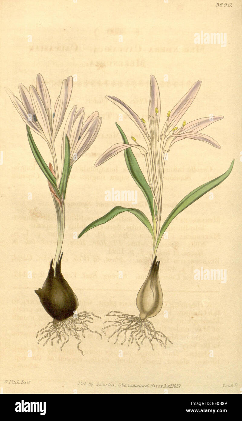 Botanische Druck von Walter Kapuze Fitch 1817 – 1892 war w.h. Fitch botanische Illustratorin und Künstlerin, geboren in Glasgow Stockfoto