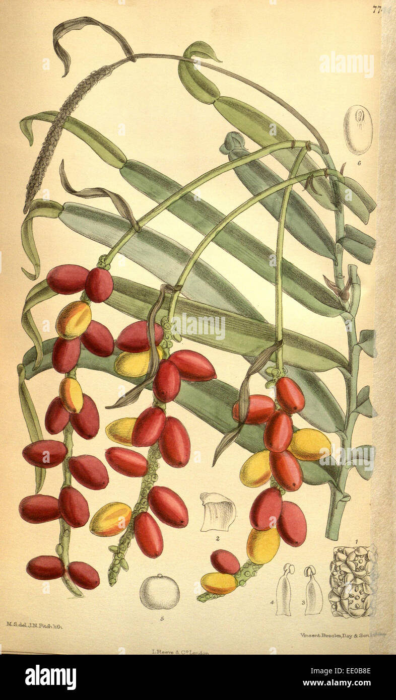 Botanische Druck von Walter Kapuze Fitch 1817 – 1892 war w.h. Fitch botanische Illustratorin und Künstlerin, geboren in Glasgow Stockfoto