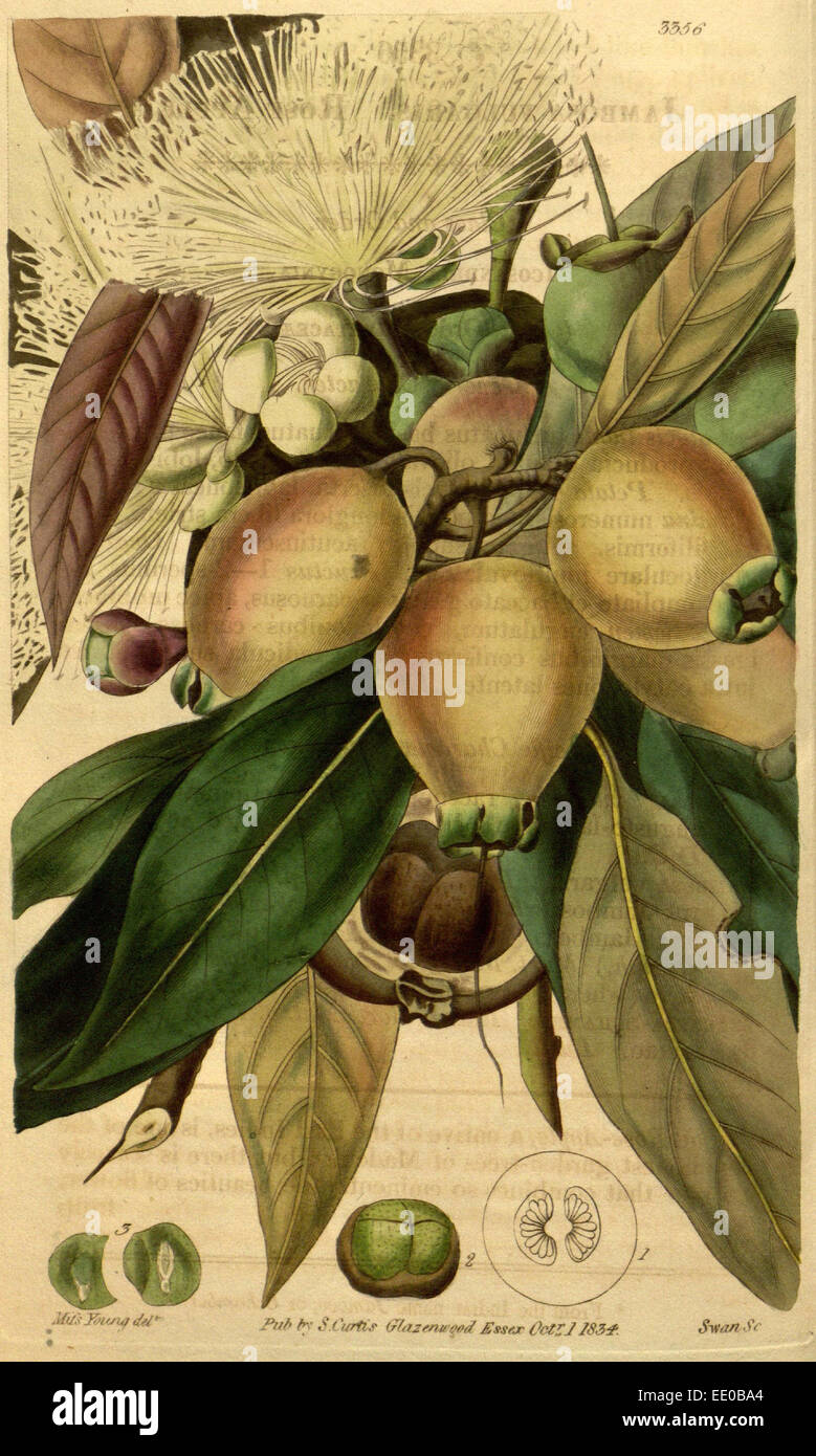 Botanische Print- oder englischen Naturgeschichte Illustration von Joseph Swan 1796-1872, britischer Kupferstecher Stockfoto