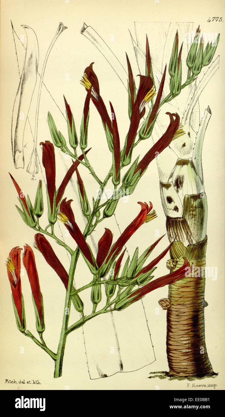 Botanische Druck von Walter Kapuze Fitch 1817 – 1892 war w.h. Fitch botanische Illustratorin und Künstlerin, geboren in Glasgow, Schottland Stockfoto