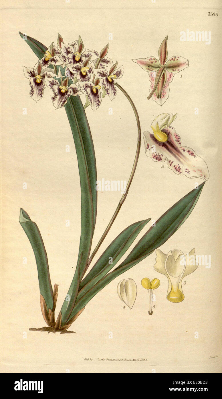 Botanische Print- oder englischen Naturgeschichte Illustration von Joseph Swan 1796-1872, britischer Kupferstecher Stockfoto
