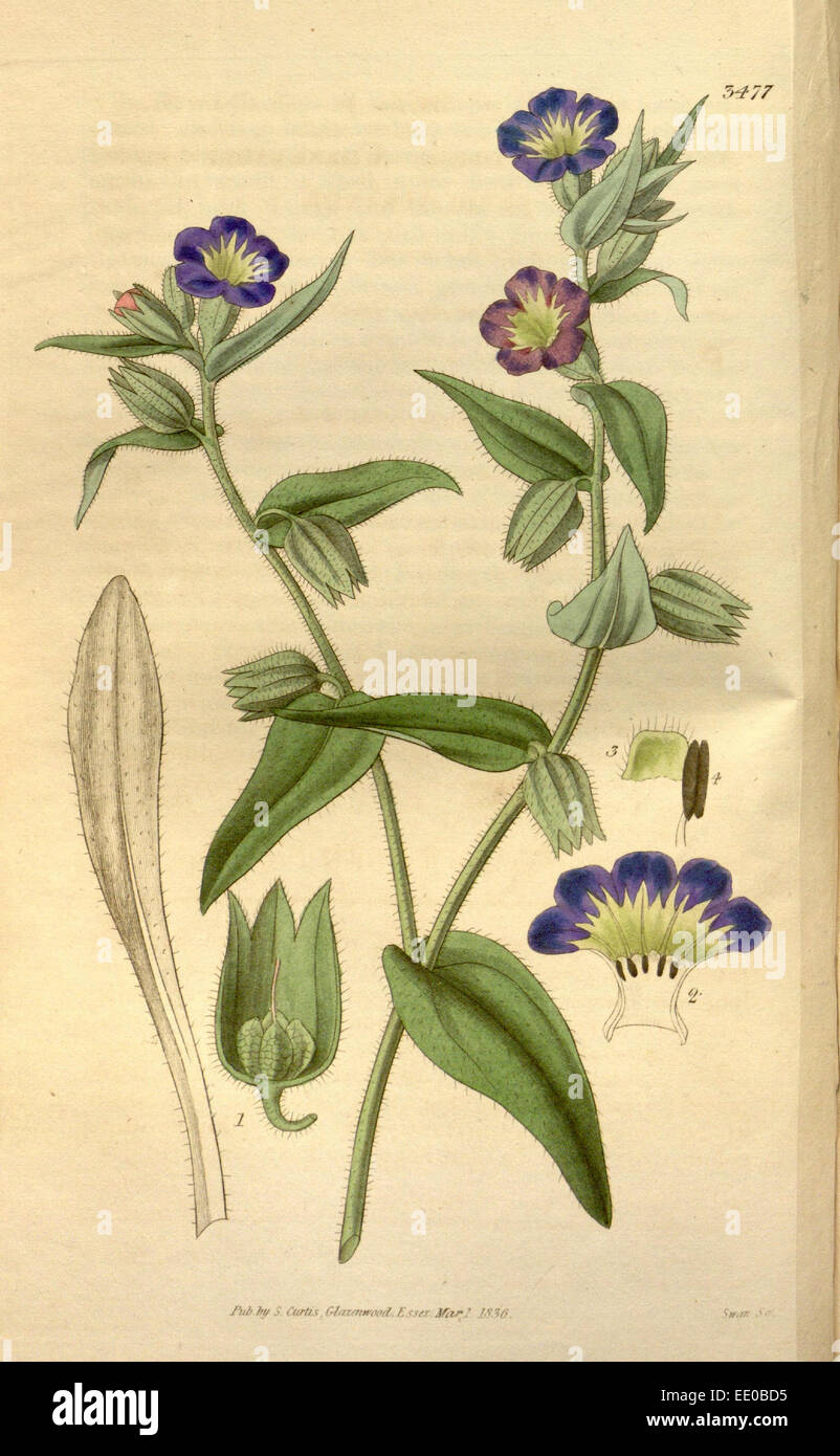 Botanische Print- oder englischen Naturgeschichte Illustration von Joseph Swan 1796-1872, britischer Kupferstecher Stockfoto