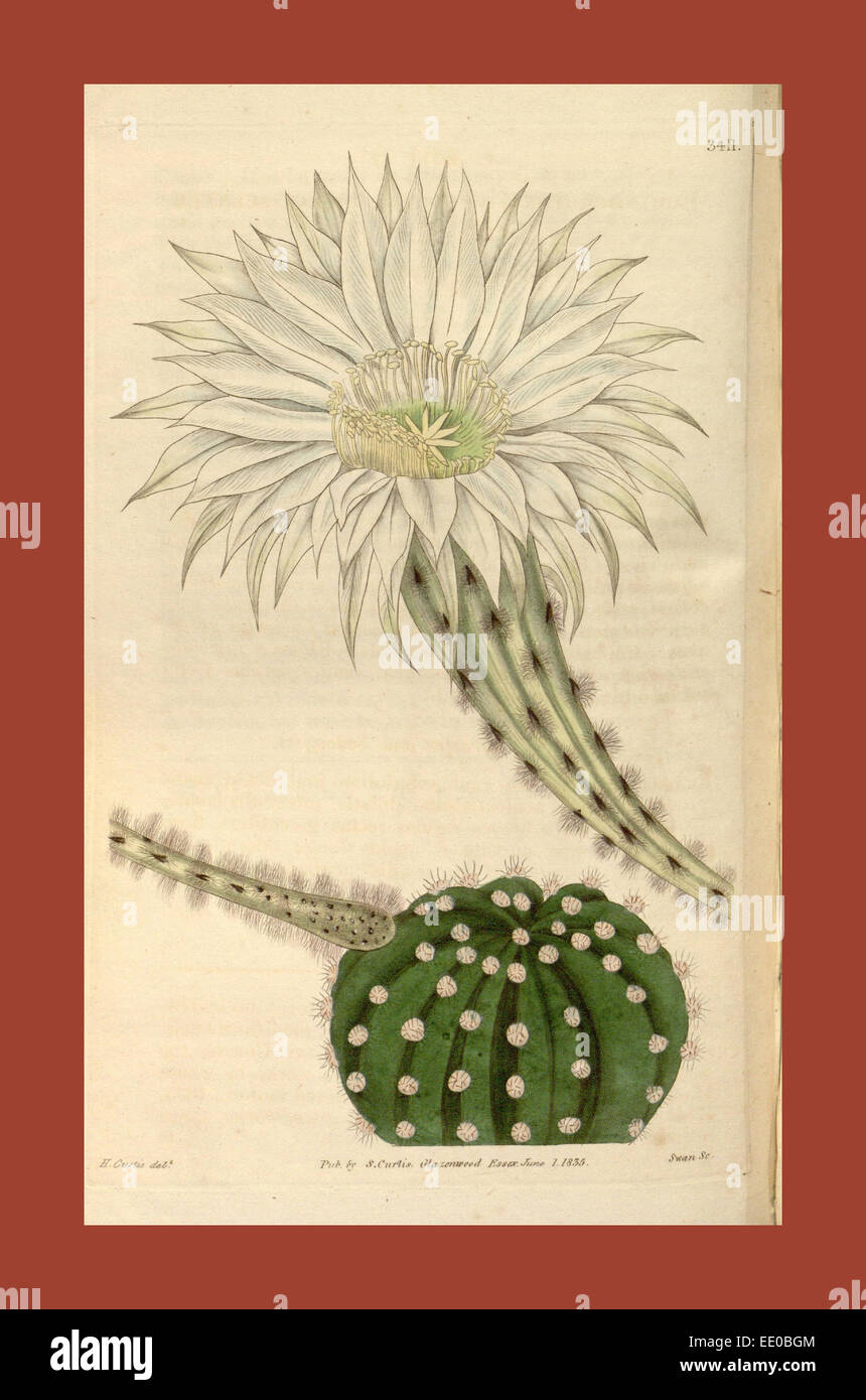 Botanische Print- oder englischen Naturgeschichte Illustration von Joseph Swan 1796-1872, britischer Kupferstecher Stockfoto