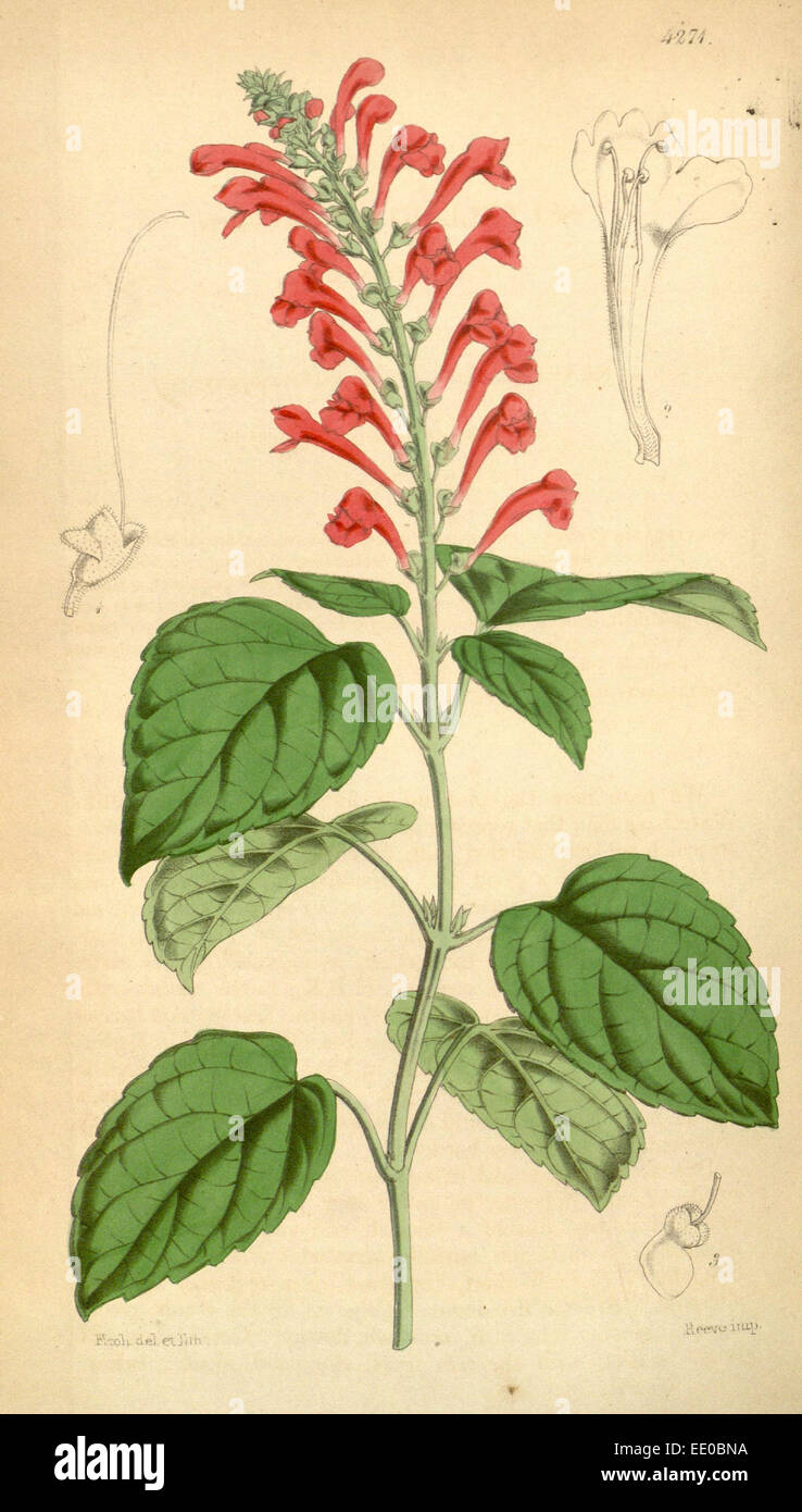 Botanische Druck von Walter Kapuze Fitch 1817 – 1892 war w.h. Fitch botanische Illustratorin und Künstlerin, geboren in Glasgow, Schottland Stockfoto