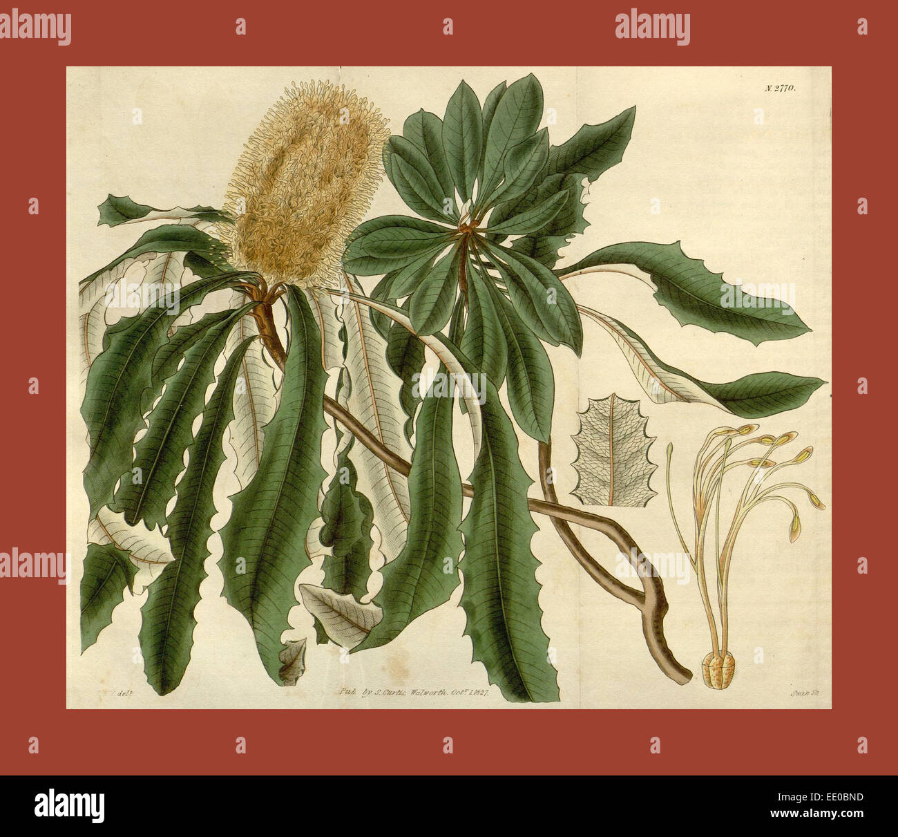 Botanische Print- oder englischen Naturgeschichte Illustration von Joseph Swan 1796-1872, britischer Kupferstecher Stockfoto