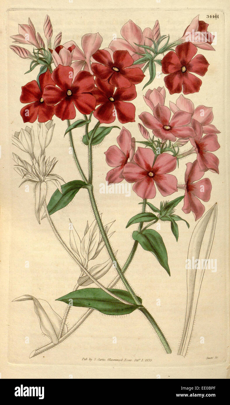 Botanische Print- oder englischen Naturgeschichte Illustration von Joseph Swan 1796-1872, britischer Kupferstecher Stockfoto