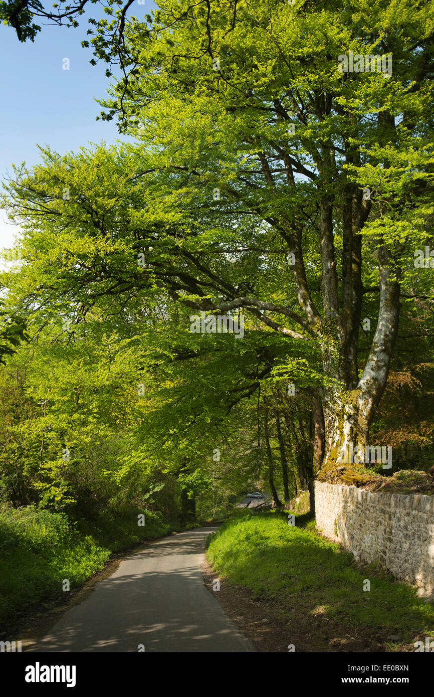 Großbritannien, Wales, Swansea, Gower, Penrice, Straße durch den Wald Buche Stockfoto