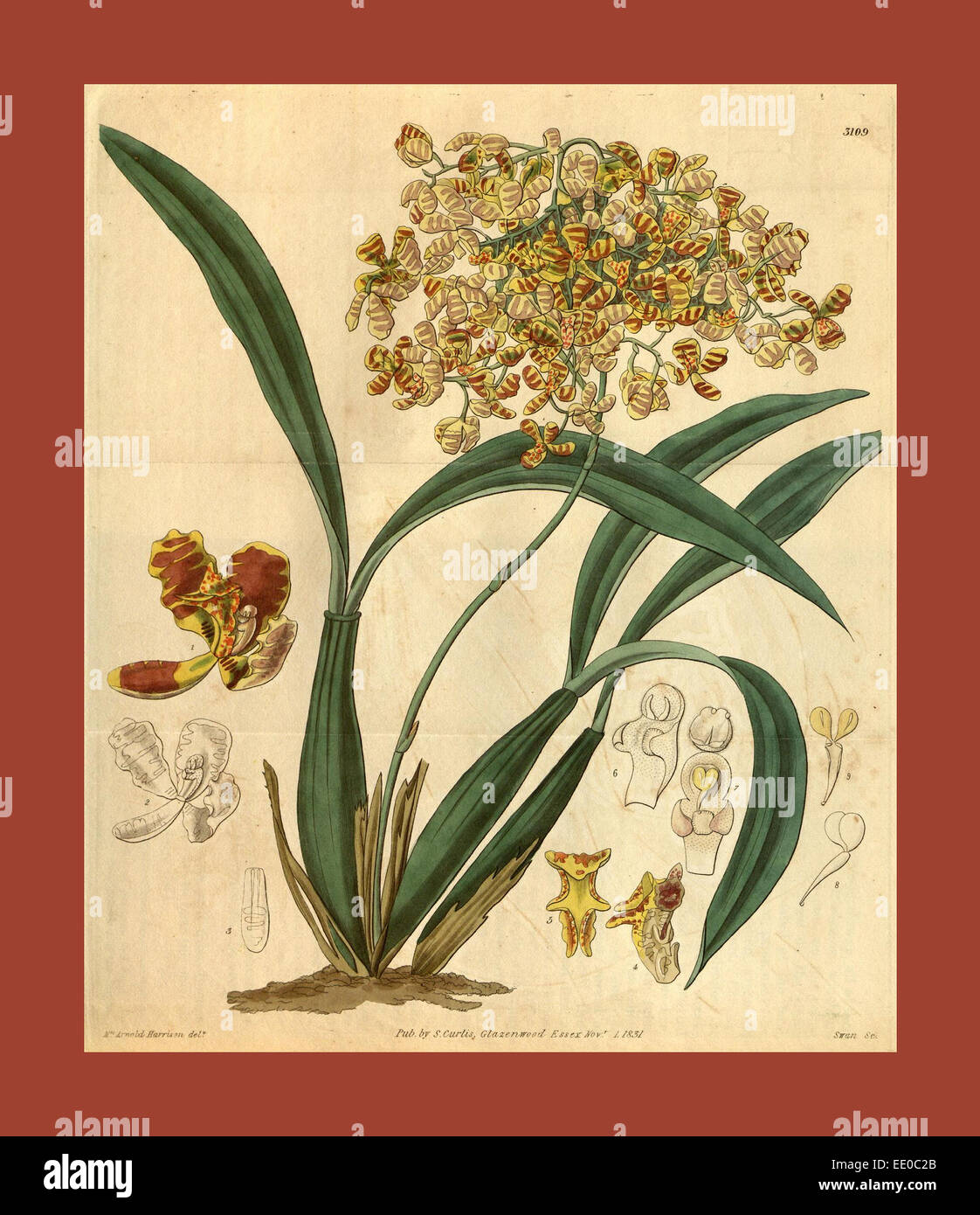Botanische Print- oder englischen Naturgeschichte Illustration von Joseph Swan 1796-1872, britischer Kupferstecher Stockfoto