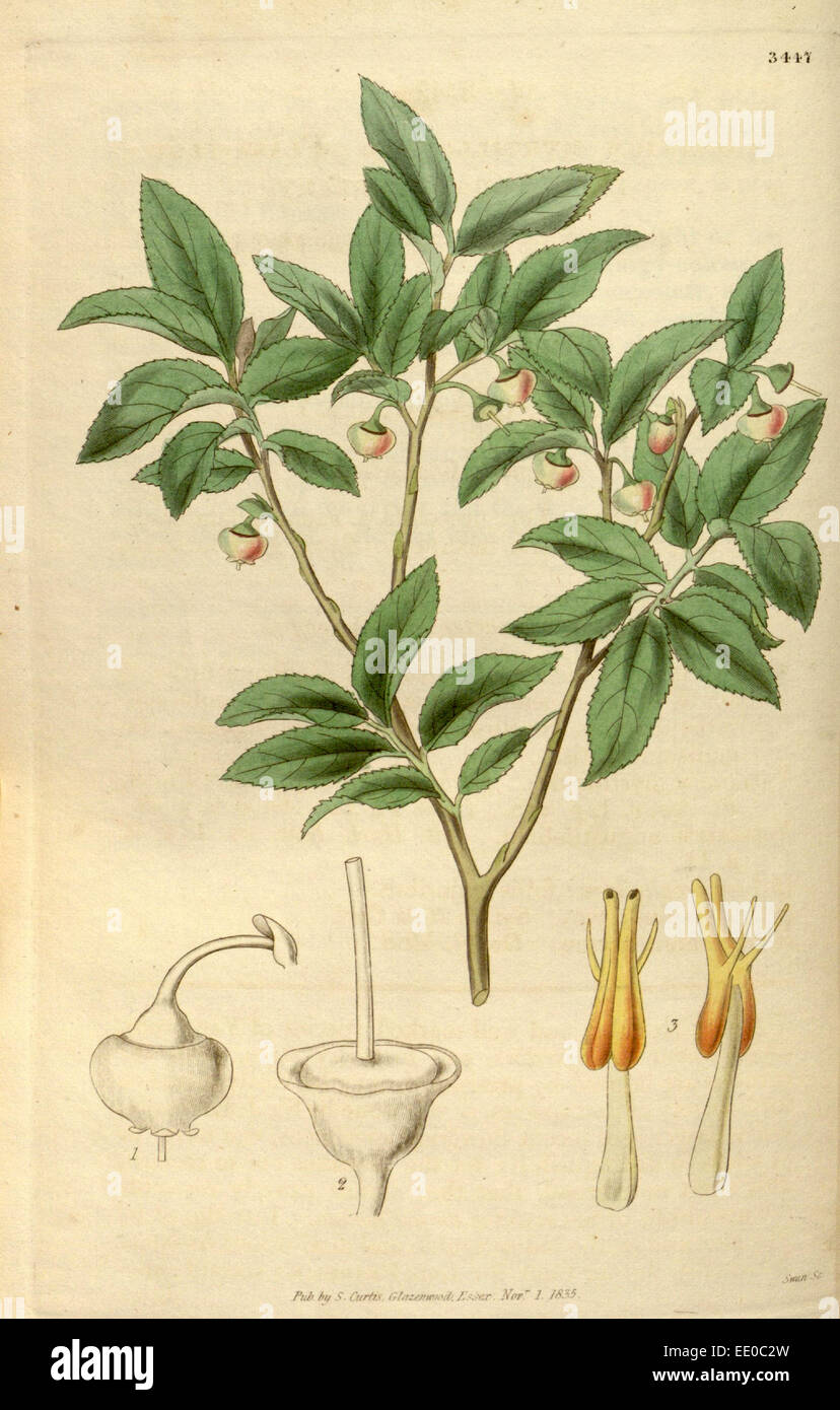 Botanische Print- oder englischen Naturgeschichte Illustration von Joseph Swan 1796-1872, britischer Kupferstecher Stockfoto