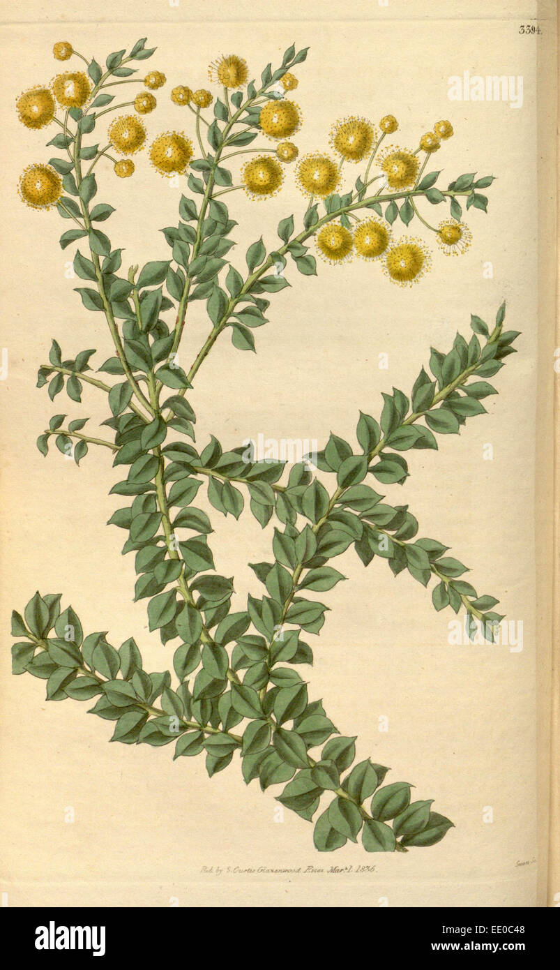 Botanische Print- oder englischen Naturgeschichte Illustration von Joseph Swan 1796-1872, britischer Kupferstecher Stockfoto