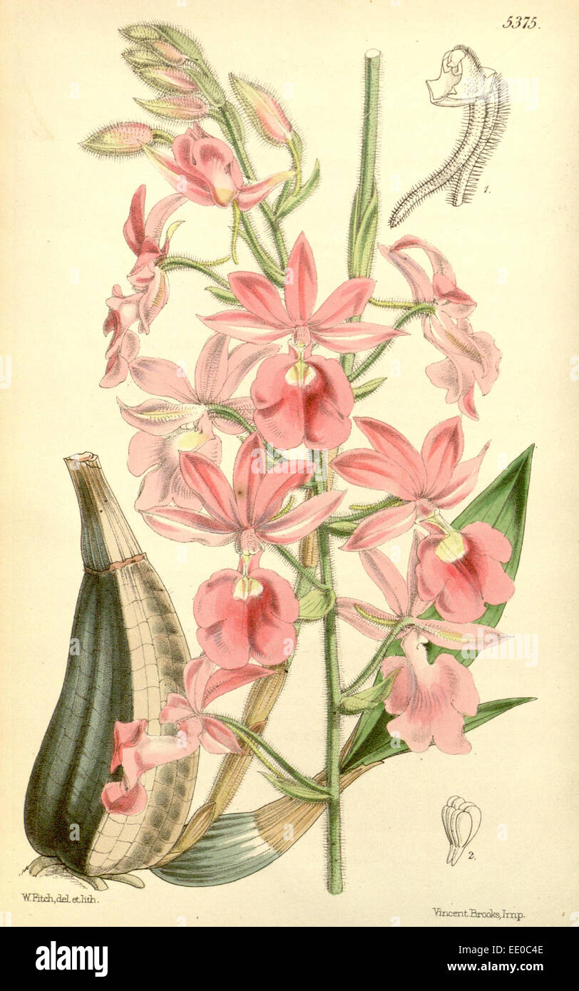 Botanische Druck von Walter Kapuze Fitch 1817 – 1892 war w.h. Fitch botanische Illustratorin und Künstlerin, geboren in Glasgow, Schottland Stockfoto