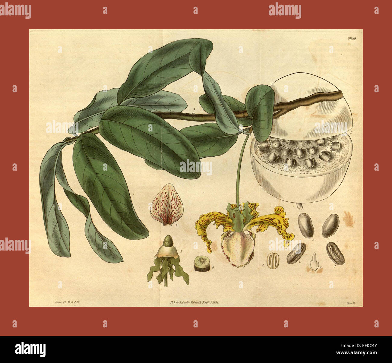 Botanische Print- oder englischen Naturgeschichte Illustration von Joseph Swan 1796-1872, britischer Kupferstecher Stockfoto